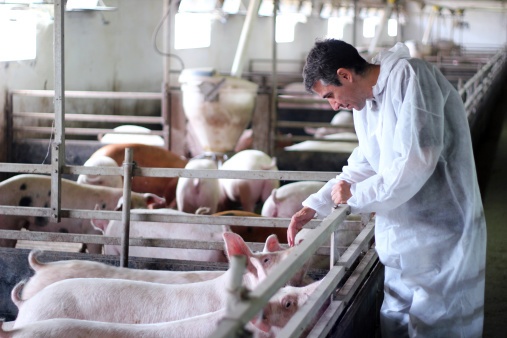 La importancia de la Bioseguridad en la Granja de Cerdos