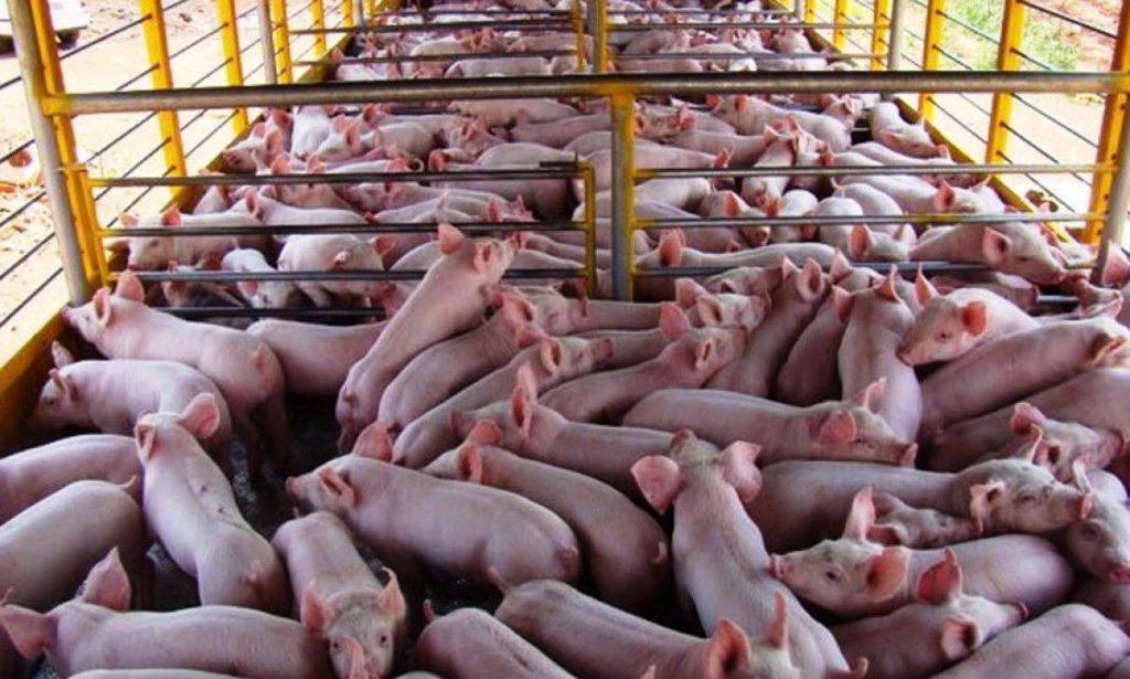 El negocio porcino de Argentina está batiendo récords